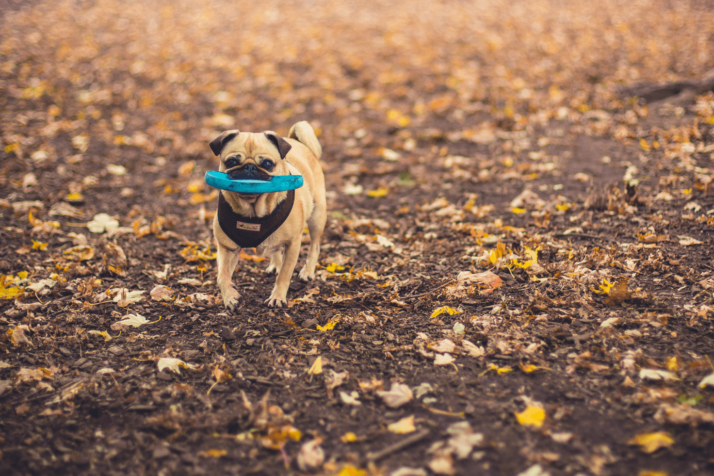 Honden